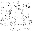 Espce Oithona setigera - Planche 18 de figures morphologiques