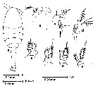 Espce Oithona simplex - Planche 17 de figures morphologiques