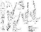 Espce Oithona tenuis - Planche 8 de figures morphologiques