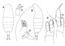 Espce Euaugaptilus oblongus - Planche 2 de figures morphologiques