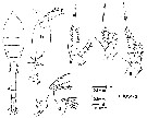 Espce Oithona vivida - Planche 8 de figures morphologiques