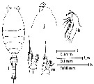 Espce Oithona pulla - Planche 6 de figures morphologiques