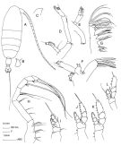 Espce Euaugaptilus nodifrons - Planche 2 de figures morphologiques