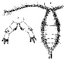 Espce Xanthocalanus hirtipes - Planche 3 de figures morphologiques
