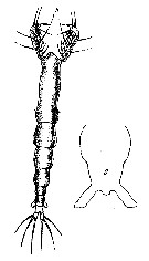 Espce Cymbasoma thompsoni - Planche 7 de figures morphologiques
