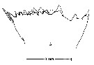Espce Calanus finmarchicus - Planche 27 de figures morphologiques