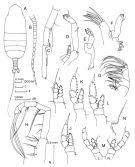 Espce Euaugaptilus nodifrons - Planche 3 de figures morphologiques