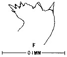Espce Acartia (Acanthacartia) tonsa - Planche 33 de figures morphologiques