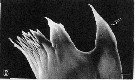 Espce Epilabidocera longipedata - Planche 10 de figures morphologiques