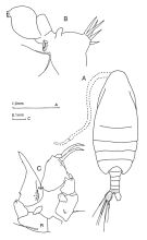 Espce Paraugaptilus buchani - Planche 1 de figures morphologiques