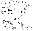 Espce Teneriforma pakae - Planche 1 de figures morphologiques