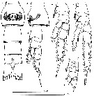 Species Teneriforma pakae - Plate 2 of morphological figures