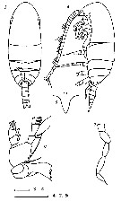 Espce Teneriforma pakae - Planche 3 de figures morphologiques