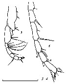 Espce Teneriforma pakae - Planche 4 de figures morphologiques