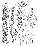 Espce Monstrillopsis cahuitae - Planche 1 de figures morphologiques