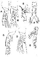 Espce Monstrillopsis cahuitae - Planche 2 de figures morphologiques