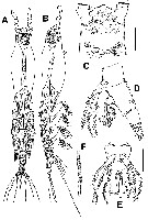 Species Cymbasoma alvaroi - Plate 1 of morphological figures