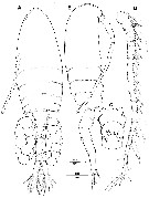 Espce Pseudodiaptomus japonicus - Planche 10 de figures morphologiques