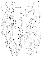 Espce Pseudodiaptomus japonicus - Planche 12 de figures morphologiques