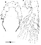 Espce Pseudodiaptomus japonicus - Planche 13 de figures morphologiques