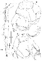 Espce Pseudodiaptomus japonicus - Planche 17 de figures morphologiques
