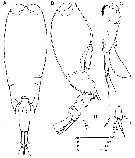 Espce Farranula concinna - Planche 6 de figures morphologiques