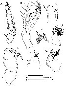 Espce Farranula concinna - Planche 7 de figures morphologiques