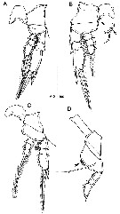 Espce Farranula concinna - Planche 8 de figures morphologiques