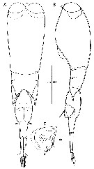 Espce Farranula concinna - Planche 10 de figures morphologiques