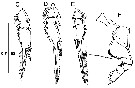 Espce Farranula concinna - Planche 12 de figures morphologiques