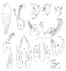 Espce Temorites elongata - Planche 2 de figures morphologiques