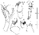 Espce Farranula gibbula - Planche 17 de figures morphologiques