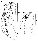 Species Farranula gibbula - Plate 20 of morphological figures