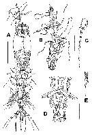 Espce Monstrillopsis igniterra - Planche 1 de figures morphologiques