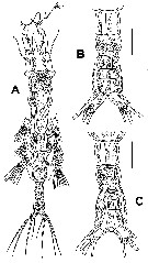 Species Monstrillopsis chilensis - Plate 3 of morphological figures