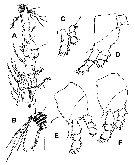 Espce Monstrilla patagonica - Planche 3 de figures morphologiques