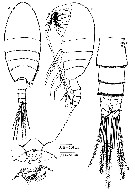 Espce Stephos boettgerschnackae - Planche 1 de figures morphologiques