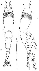 Species Cymbasoma striifrons - Plate 1 of morphological figures