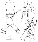 Espce Cymbasoma striifrons - Planche 2 de figures morphologiques