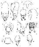 Espce Yrocalanus antarcticus - Planche 1 de figures morphologiques