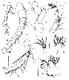 Espce Yrocalanus antarcticus - Planche 2 de figures morphologiques