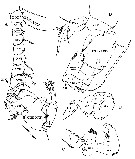 Espce Yrocalanus antarcticus - Planche 6 de figures morphologiques