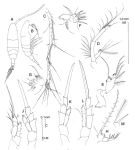 Espce Acartia (Acartiura) ensifera - Planche 3 de figures morphologiques