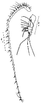 Espce Heterorhabdus tanneri - Planche 9 de figures morphologiques