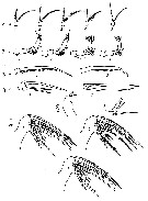 Species Heterorhabdus tanneri - Plate 12 of morphological figures