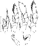 Espce Heterorhabdus tanneri - Planche 13 de figures morphologiques