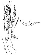 Species Heterorhabdus tanneri - Plate 15 of morphological figures
