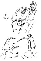 Espce Heterorhabdus tanneri - Planche 18 de figures morphologiques