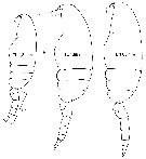 Espce Pseudocalanus acuspes - Planche 2 de figures morphologiques