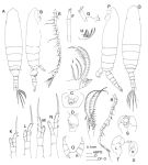 Espce Sulcanus conflictus - Planche 1 de figures morphologiques